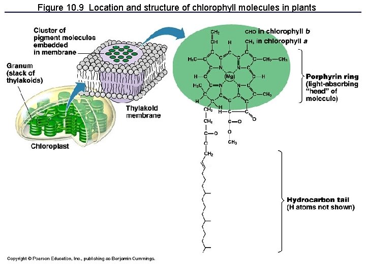 Figure 10. 9 Location and structure of chlorophyll molecules in plants 