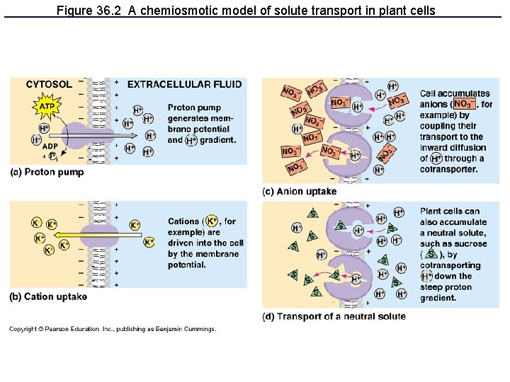 Figure 36. 2 A chemiosmotic model of solute transport in plant cells 
