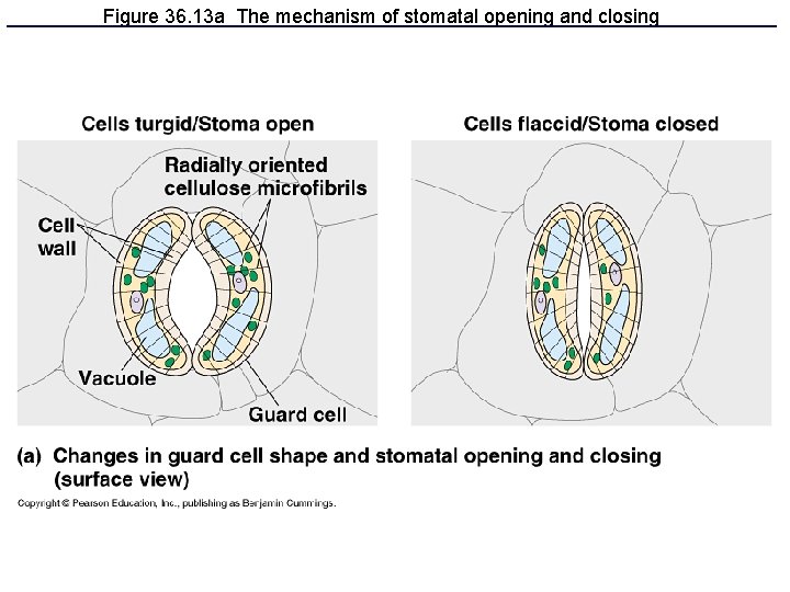 Figure 36. 13 a The mechanism of stomatal opening and closing 
