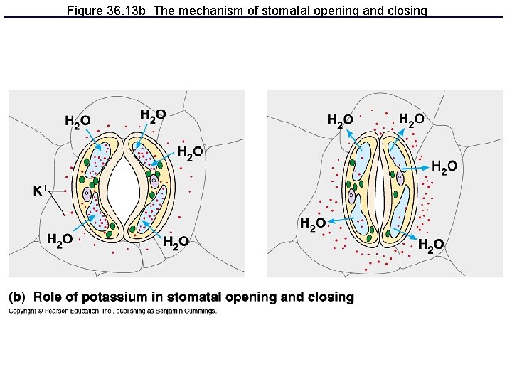 Figure 36. 13 b The mechanism of stomatal opening and closing 