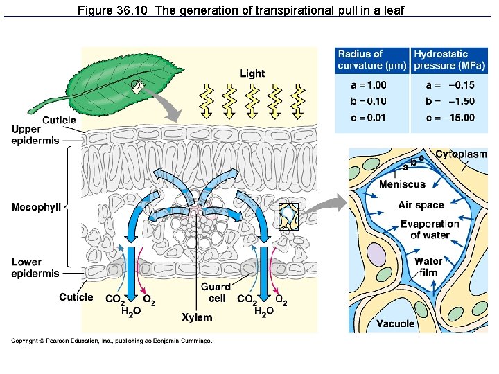 Figure 36. 10 The generation of transpirational pull in a leaf 