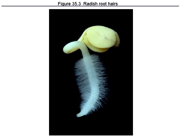 Figure 35. 3 Radish root hairs 
