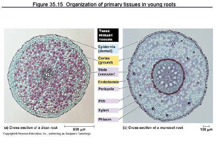 Figure 35. 15 Organization of primary tissues in young roots 