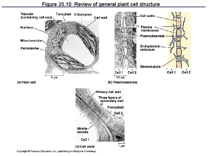 Figure 35. 10 Review of general plant cell structure 
