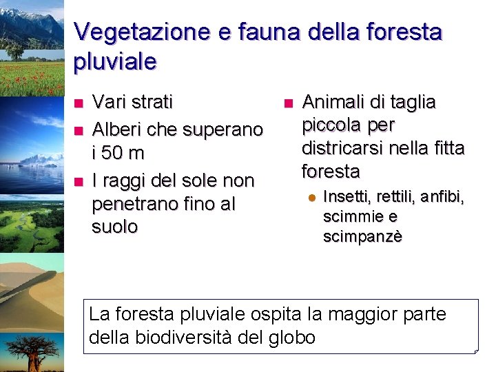 Vegetazione e fauna della foresta pluviale n n n Vari strati Alberi che superano