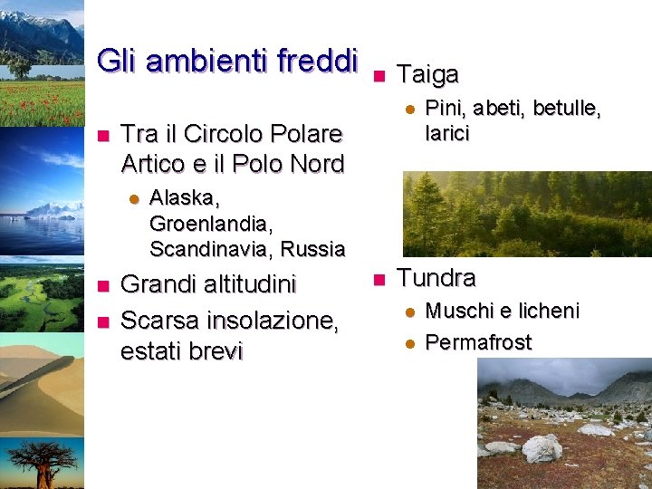 Gli ambienti freddi n Taiga l n Tra il Circolo Polare Artico e il