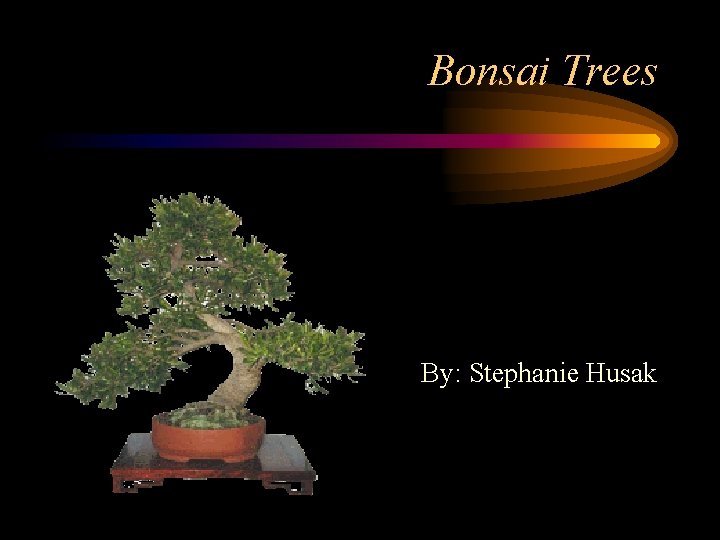 Bonsai Trees By: Stephanie Husak 