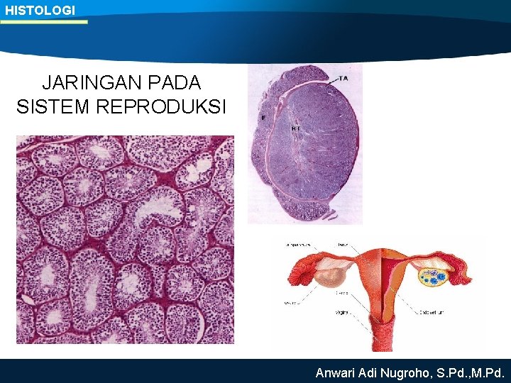 HISTOLOGI JARINGAN PADA SISTEM REPRODUKSI Anwari Adi Nugroho, S. Pd. , M. Pd. 