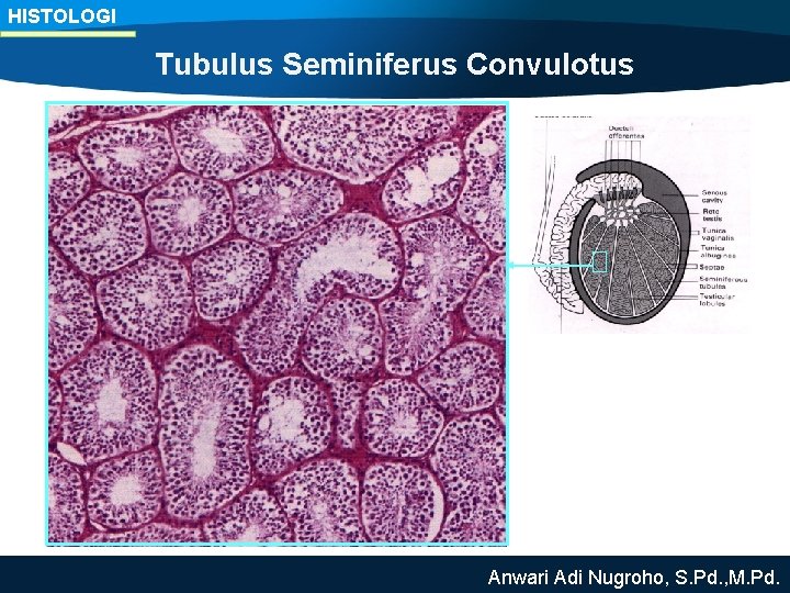 HISTOLOGI Tubulus Seminiferus Convulotus Anwari Adi Nugroho, S. Pd. , M. Pd. 