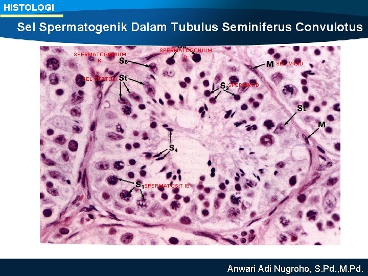 HISTOLOGI Sel Spermatogenik Dalam Tubulus Seminiferus Convulotus SPERMATOGONIUM B SPERMATOGONIUM A SEL MIOID SEL
