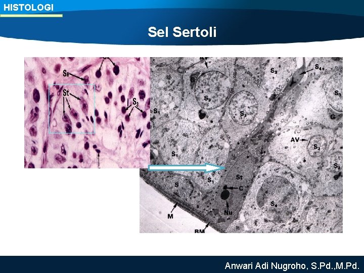HISTOLOGI Sel Sertoli Anwari Adi Nugroho, S. Pd. , M. Pd. 