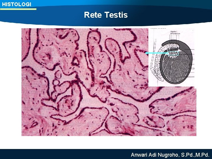 HISTOLOGI Rete Testis Anwari Adi Nugroho, S. Pd. , M. Pd. 