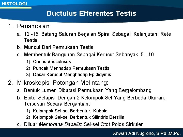 HISTOLOGI Ductulus Efferentes Testis 1. Penampilan: a. 12 -15 Batang Saluran Berjalan Spiral Sebagai