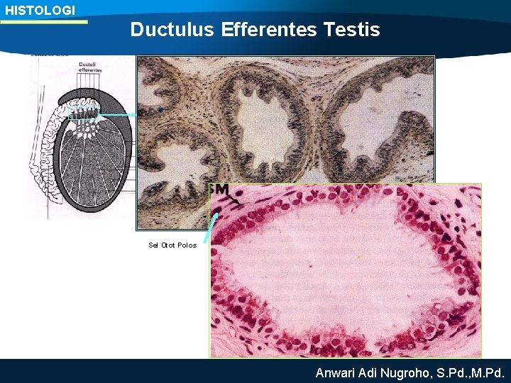 HISTOLOGI Ductulus Efferentes Testis Sel Otot Polos Anwari Adi Nugroho, S. Pd. , M.