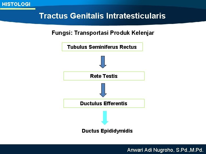 HISTOLOGI Tractus Genitalis Intratesticularis Fungsi: Transportasi Produk Kelenjar Tubulus Seminiferus Rectus Rete Testis Ductulus
