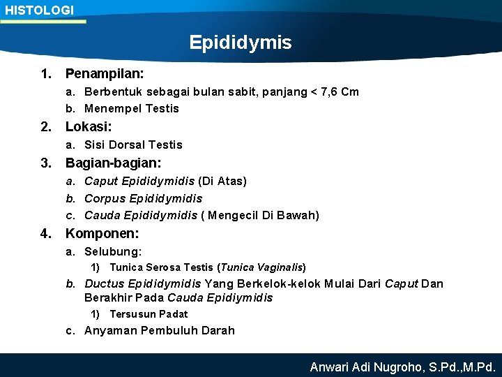 HISTOLOGI Epididymis 1. Penampilan: a. Berbentuk sebagai bulan sabit, panjang < 7, 6 Cm