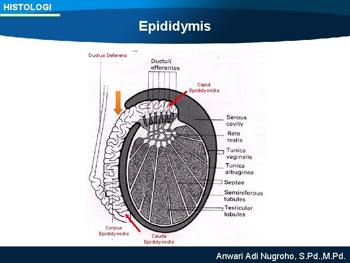 HISTOLOGI Epididymis Ductus Deferens Caput Epididymidis Corpus Epididymidis Cauda Epididymidis Anwari Adi Nugroho, S.