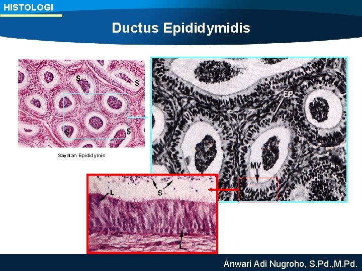 HISTOLOGI Ductus Epididymidis Sayatan Epididymis Anwari Adi Nugroho, S. Pd. , M. Pd. 