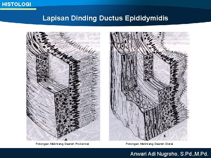 HISTOLOGI Lapisan Dinding Ductus Epididymidis Potongan Melintang Daerah Proksimal Potongan Melintang Daerah Distal Anwari