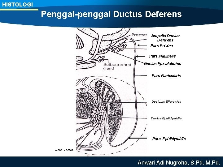 HISTOLOGI Penggal-penggal Ductus Deferens Ampulla Ductus Deferens Pars Pelvina Pars Inguinalis Ductus Ejaculatorius Pars