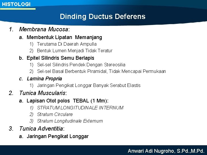 HISTOLOGI Dinding Ductus Deferens 1. Membrana Mucosa: a. Membentuk Lipatan Memanjang 1) Terutama Di