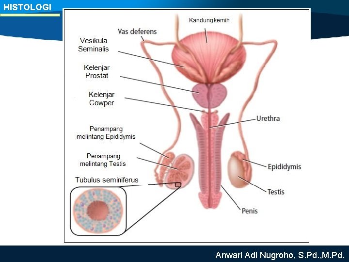 HISTOLOGI Anwari Adi Nugroho, S. Pd. , M. Pd. 