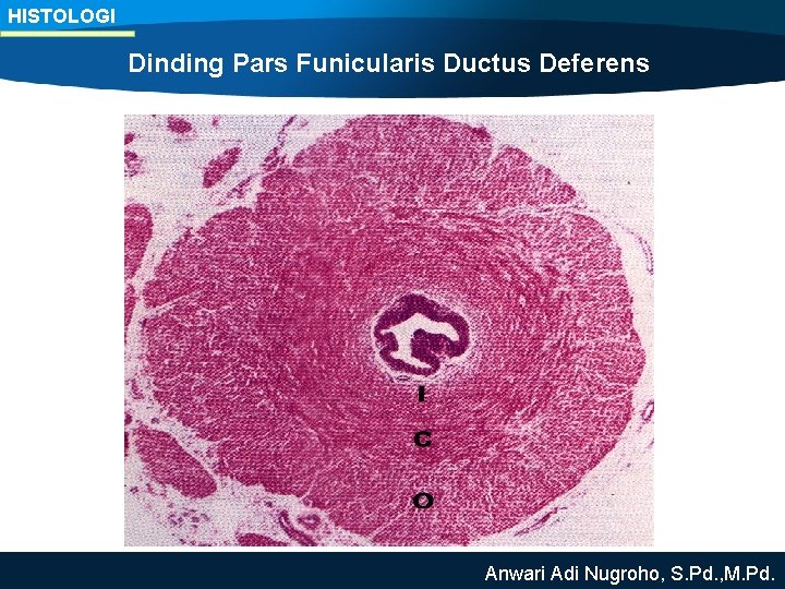 HISTOLOGI Dinding Pars Funicularis Ductus Deferens Anwari Adi Nugroho, S. Pd. , M. Pd.