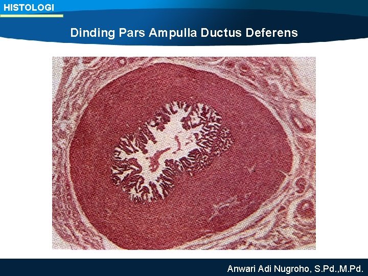 HISTOLOGI Dinding Pars Ampulla Ductus Deferens Anwari Adi Nugroho, S. Pd. , M. Pd.
