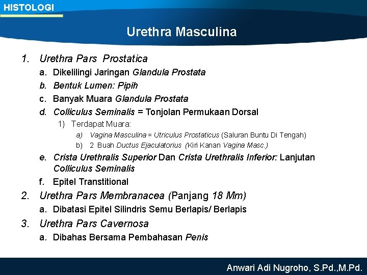 HISTOLOGI Urethra Masculina 1. Urethra Pars Prostatica a. b. c. d. Dikelilingi Jaringan Glandula