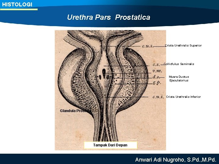 HISTOLOGI Urethra Pars Prostatica Crista Urethralis Superior Collicfulus Seminalis Muara Ductus Ejaculatorius Crista Urethralis