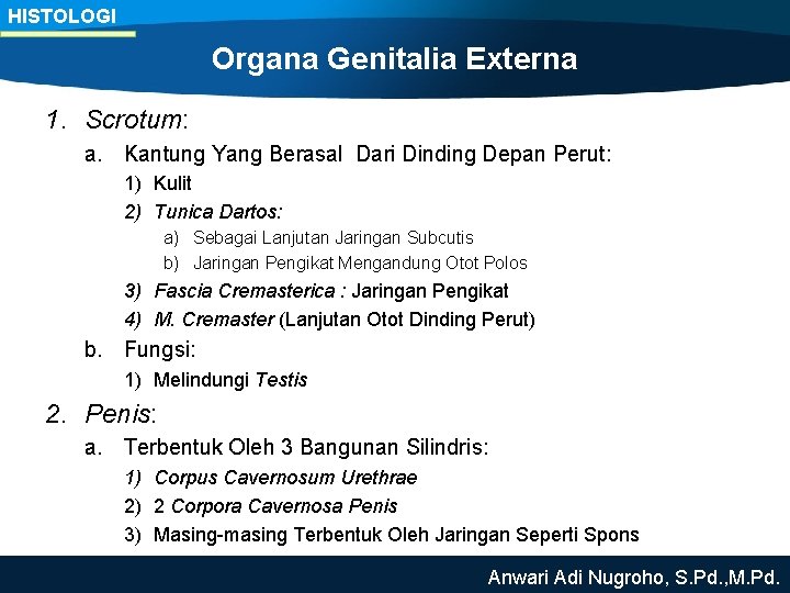 HISTOLOGI Organa Genitalia Externa 1. Scrotum: a. Kantung Yang Berasal Dari Dinding Depan Perut: