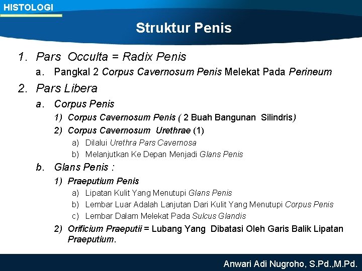 HISTOLOGI Struktur Penis 1. Pars Occulta = Radix Penis a. Pangkal 2 Corpus Cavernosum