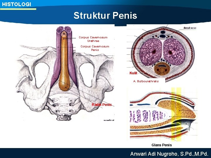 HISTOLOGI Struktur Penis Corpus Cavernosum Urethrae Corpus Cavernosum Penis Kulit A. Bulbourethralis Radix Penis