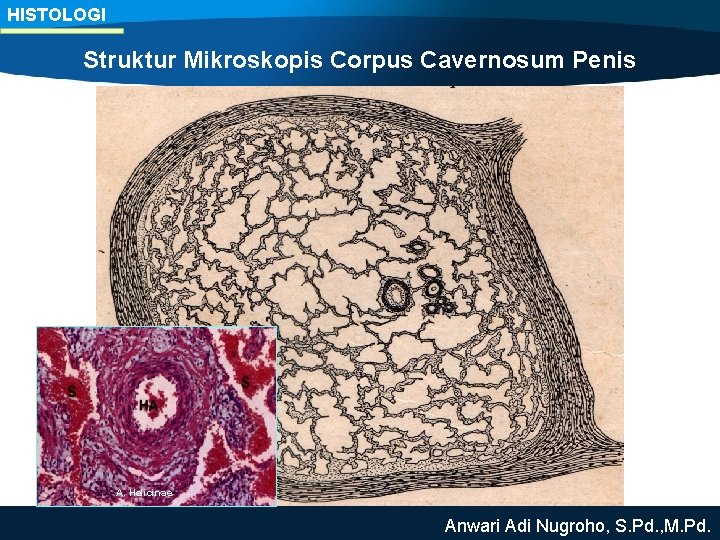 HISTOLOGI Struktur Mikroskopis Corpus Cavernosum Penis A. Helicinae Anwari Adi Nugroho, S. Pd. ,