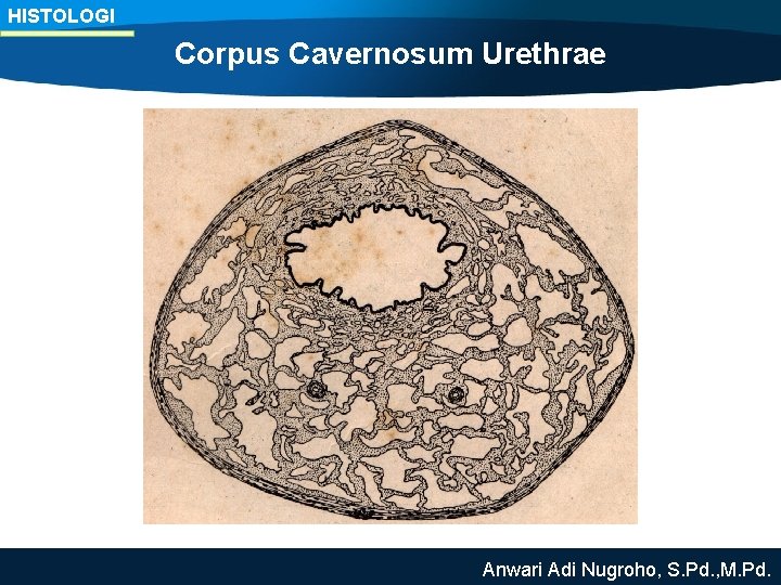 HISTOLOGI Corpus Cavernosum Urethrae Anwari Adi Nugroho, S. Pd. , M. Pd. 