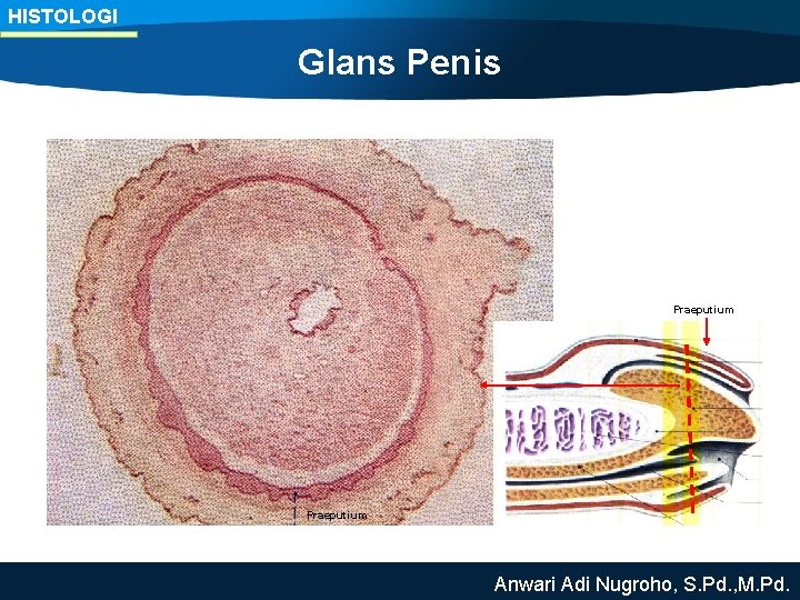 HISTOLOGI Glans Penis Praeputium Anwari Adi Nugroho, S. Pd. , M. Pd. 