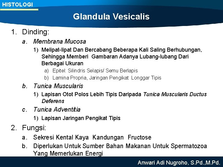 HISTOLOGI Glandula Vesicalis 1. Dinding: a. Membrana Mucosa 1) Melipat-lipat Dan Bercabang Beberapa Kali