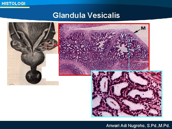 HISTOLOGI Glandula Vesicalis Anwari Adi Nugroho, S. Pd. , M. Pd. 