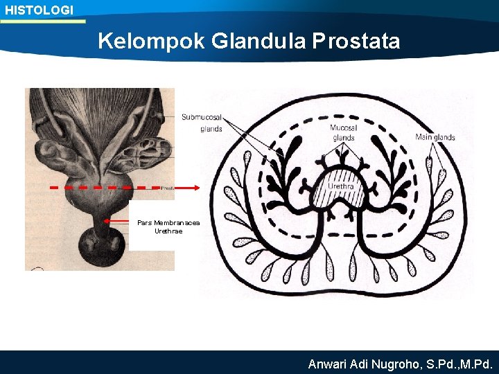 HISTOLOGI Kelompok Glandula Prostata Pars Membranacea Urethrae Anwari Adi Nugroho, S. Pd. , M.