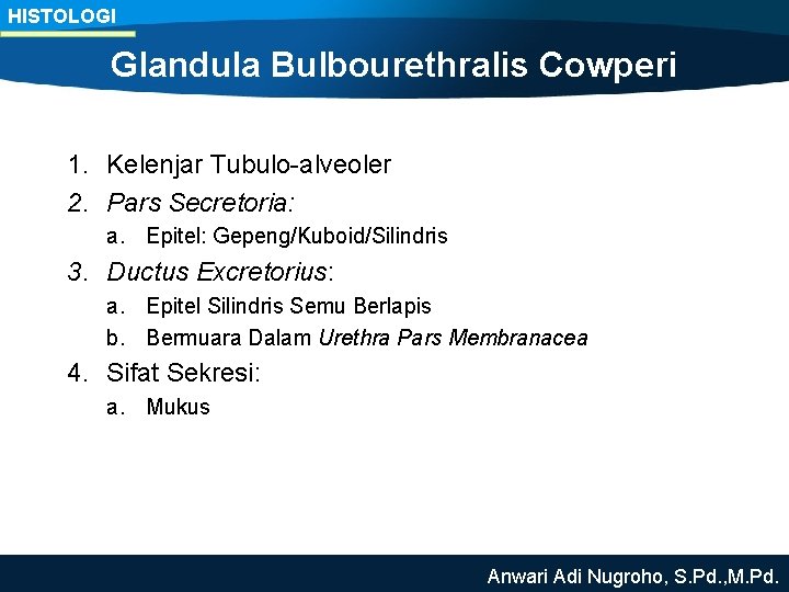 HISTOLOGI Glandula Bulbourethralis Cowperi 1. Kelenjar Tubulo-alveoler 2. Pars Secretoria: a. Epitel: Gepeng/Kuboid/Silindris 3.