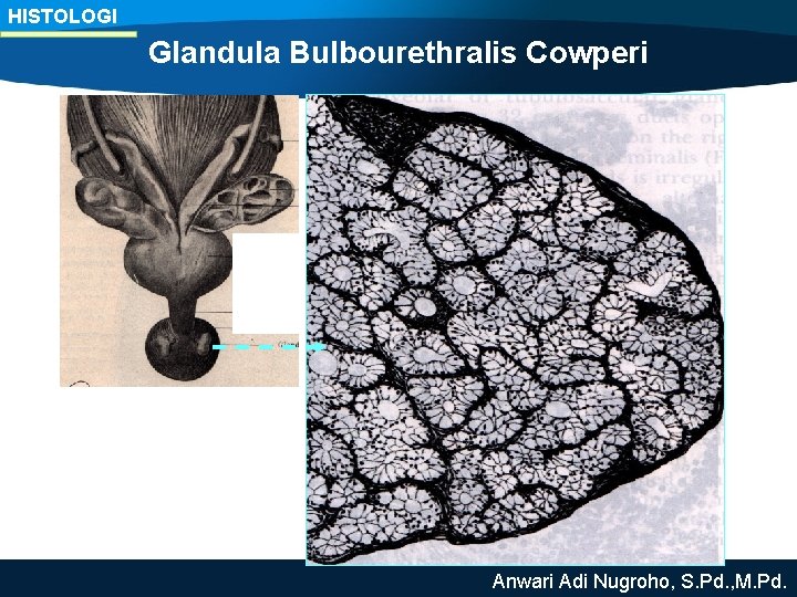 HISTOLOGI Glandula Bulbourethralis Cowperi Anwari Adi Nugroho, S. Pd. , M. Pd. 