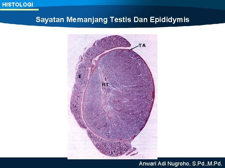 HISTOLOGI Sayatan Memanjang Testis Dan Epididymis Anwari Adi Nugroho, S. Pd. , M. Pd.