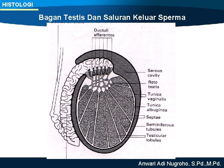 HISTOLOGI Bagan Testis Dan Saluran Keluar Sperma Anwari Adi Nugroho, S. Pd. , M.
