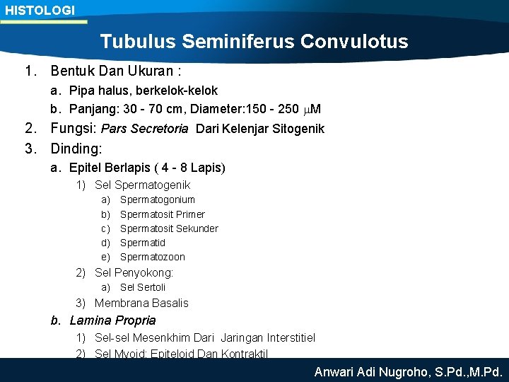 HISTOLOGI Tubulus Seminiferus Convulotus 1. Bentuk Dan Ukuran : a. Pipa halus, berkelok-kelok b.