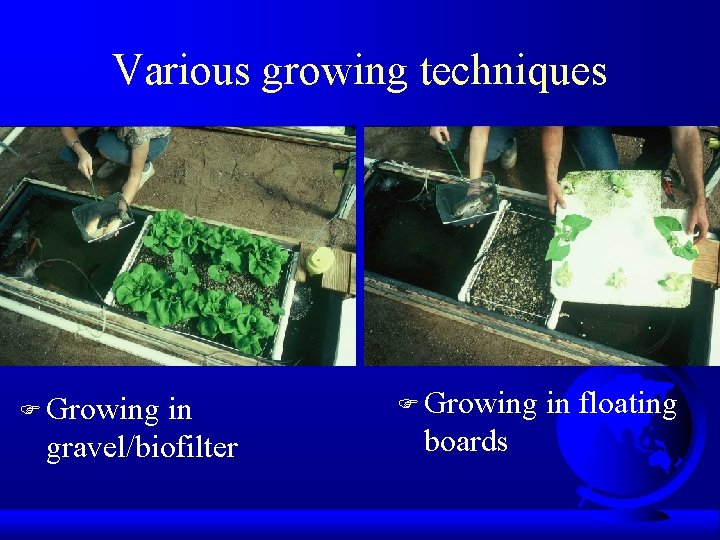 Various growing techniques F Growing in gravel/biofilter F Growing boards in floating 
