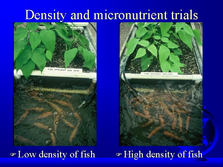 Density and micronutrient trials F Low density of fish F High density of fish