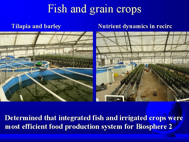 Fish and grain crops Tilapia and barley Nutrient dynamics in recirc Determined that integrated