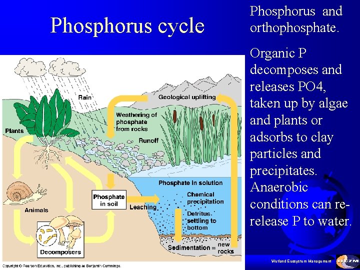Phosphorus cycle Phosphorus and orthophosphate. Organic P decomposes and releases PO 4, taken up