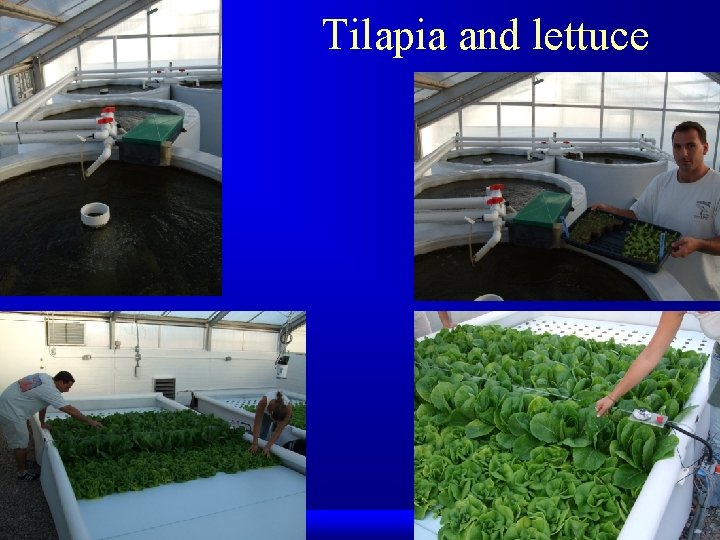 Tilapia and lettuce 