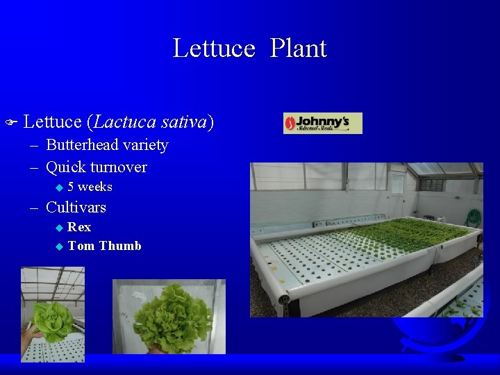 Lettuce Plant F Lettuce (Lactuca sativa) – Butterhead variety – Quick turnover u 5
